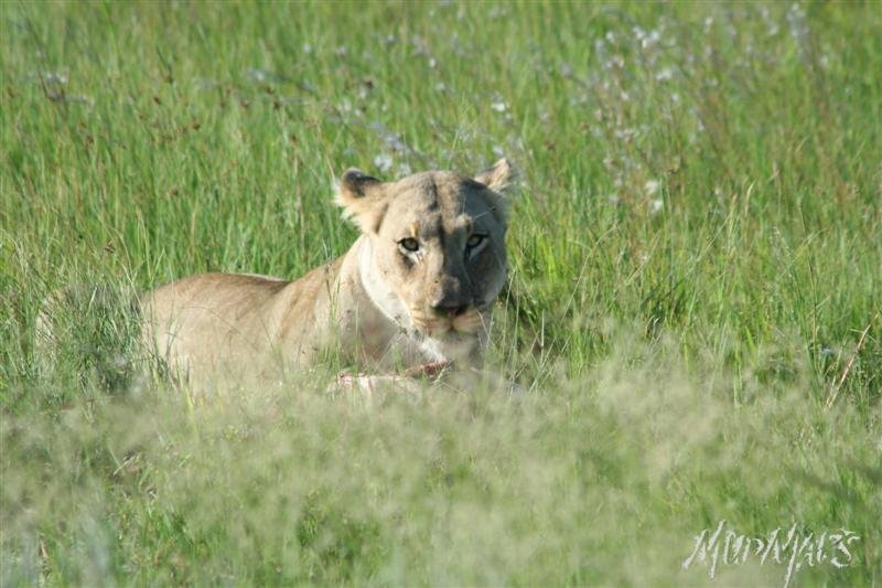 Mud Maps Africa Entabeni 8396